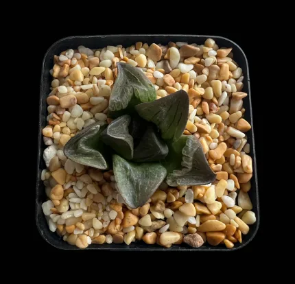 HAWORTHIA SILVER MUTICA - Image 3