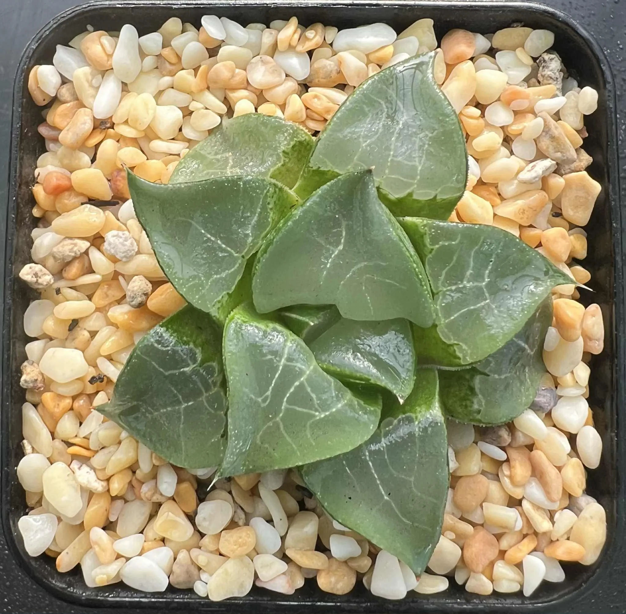 HAWORTHIA BAYERI LONG XI - 7CM POT - Image 4