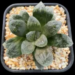 HAWORTHIA MORDOR HYBRID - 9.2CM POT