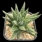 HAWORTHIA TULISTA TENSHU - 8CM  POT