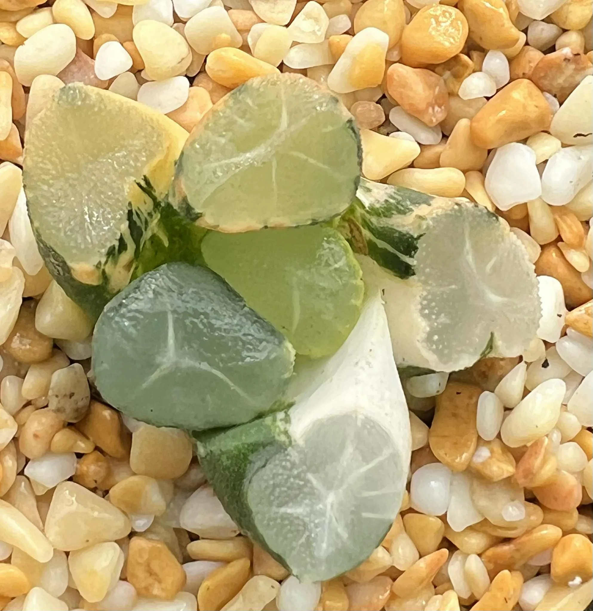 HAWORTHIA JADE MOUNTAIN VARIEGATE - 7.5CM POT