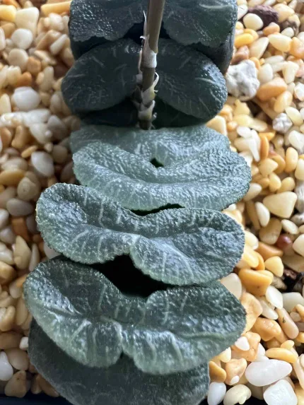 HAWORTHIA TRUNCATA WHITE LINES - Image 3