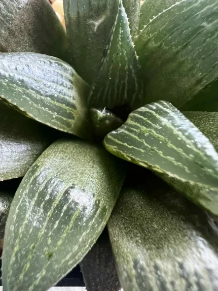 HAWORTHIA DREAM DANCER WALTZ - JOYCE COCOZZA - Image 3