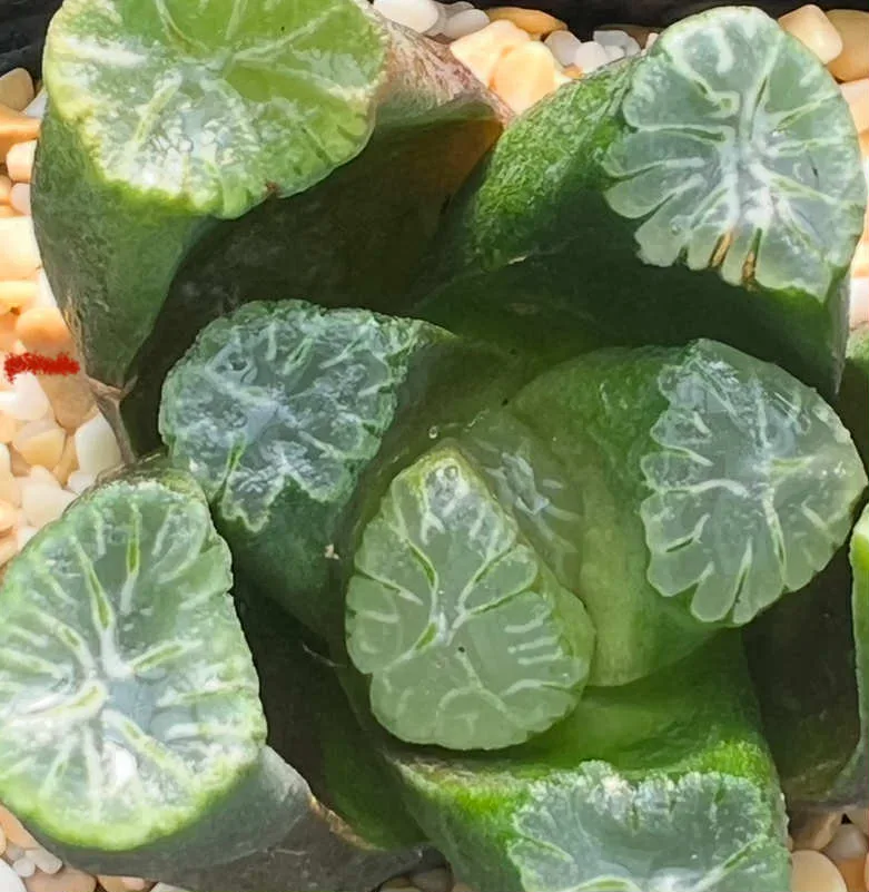 HAWORTHIA MAUGHANI SANSHOKU - 7CM POT