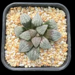 HAWORTHIA CHRYSOPHORON PICTA - 9.2CM POT