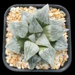 HAWORTHIA GREEN VELCRO SERIES (GM) - 8CM POT