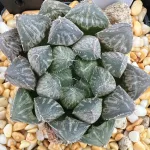 HAWORTHIA MIRRORBALL - 7CM POT