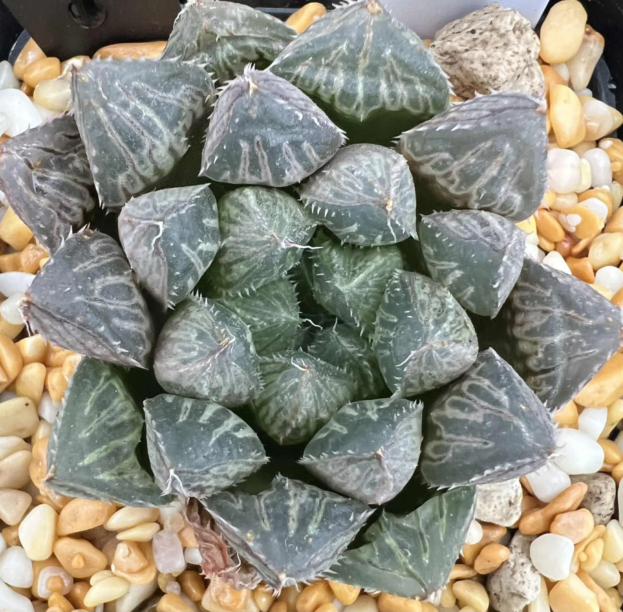 HAWORTHIA MIRRORBALL