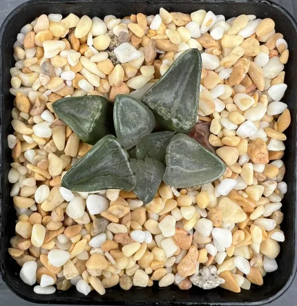 HAWORTHIA JADE TIGER - Image 3