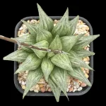 HAWORTHIA WIMII HYBRID YH110904 EX- GM