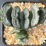 HAWORTHIA TRUNCATA WATER CUBE - WITH OFF-SET - 7CM POT