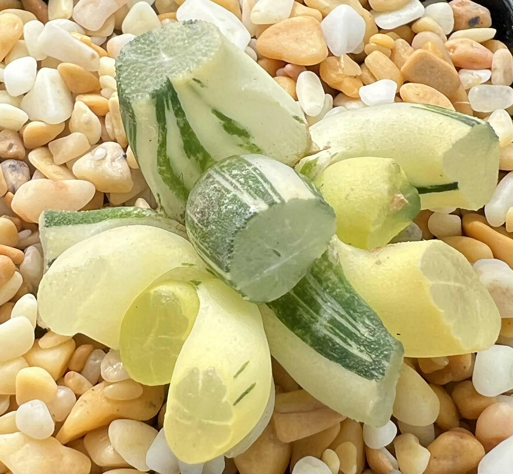 HAWORTHIA JADE MOUNTAIN VARIEGATE - 5CM POT