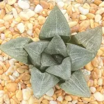 HAWORTHIA INDIGOA GM578 MATJIESDRIFT, E/HEROLD (GM) - 7CM POT
