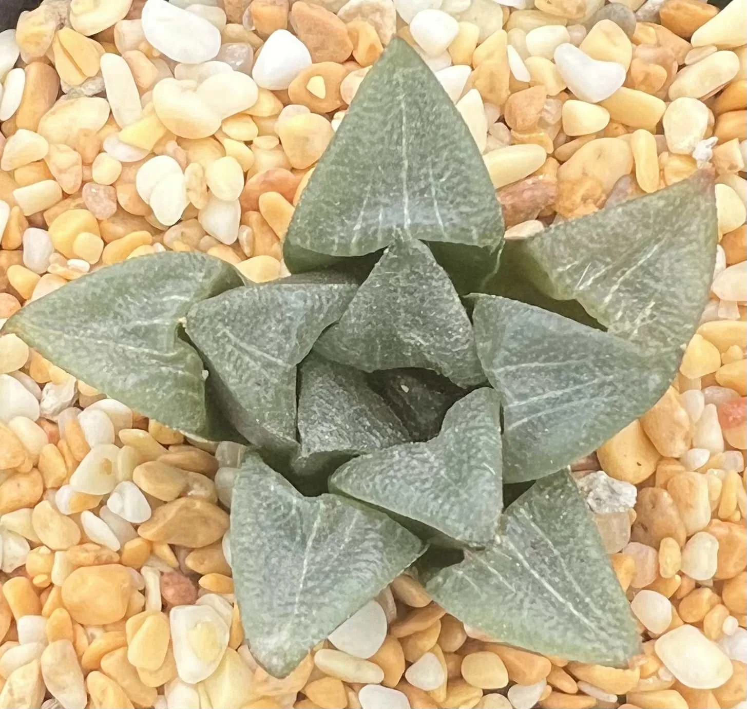 HAWORTHIA INDIGOA GM578 MATJIESDRIFT, E/HEROLD (GM) - 7CM POT