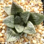 HAWORTHIA KARAKUSA - 7CM POT