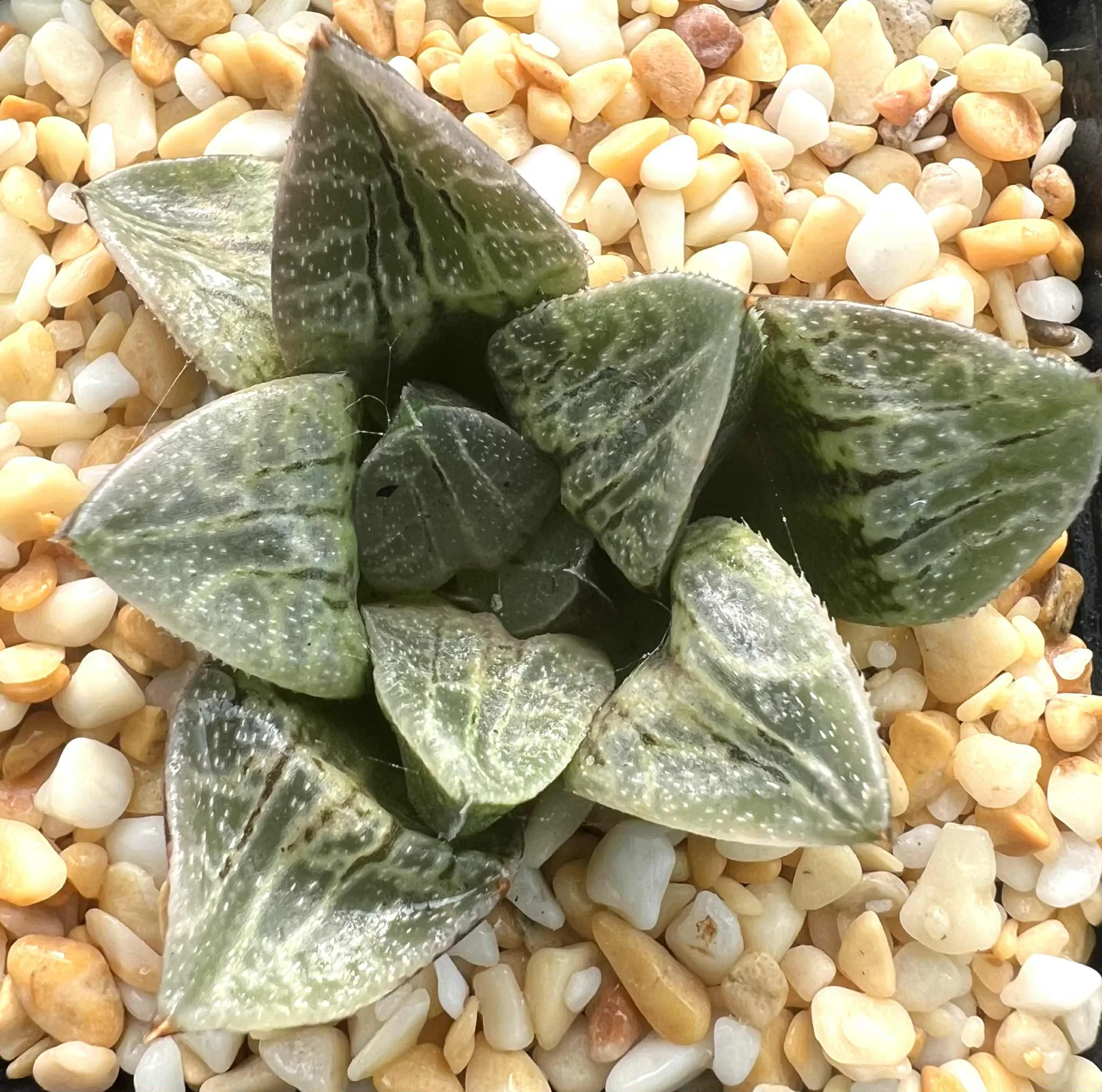 HAWORTHIA KARAKUSA - 7CM POT