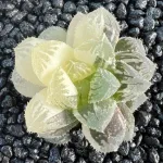 HAWORTHIA RED STONE VARIEGATE - 6.3CM POT