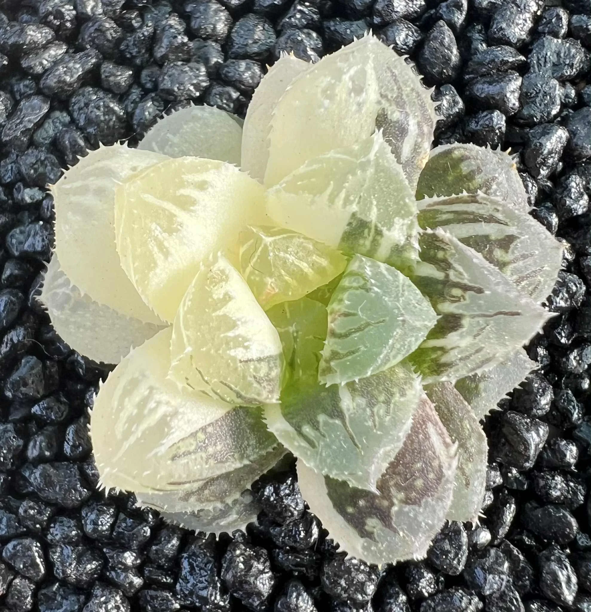 HAWORTHIA RED STONE VARIEGATE - 6.3CM POT