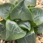 HAWORTHIA BAYERI LONG XI - 7CM POT