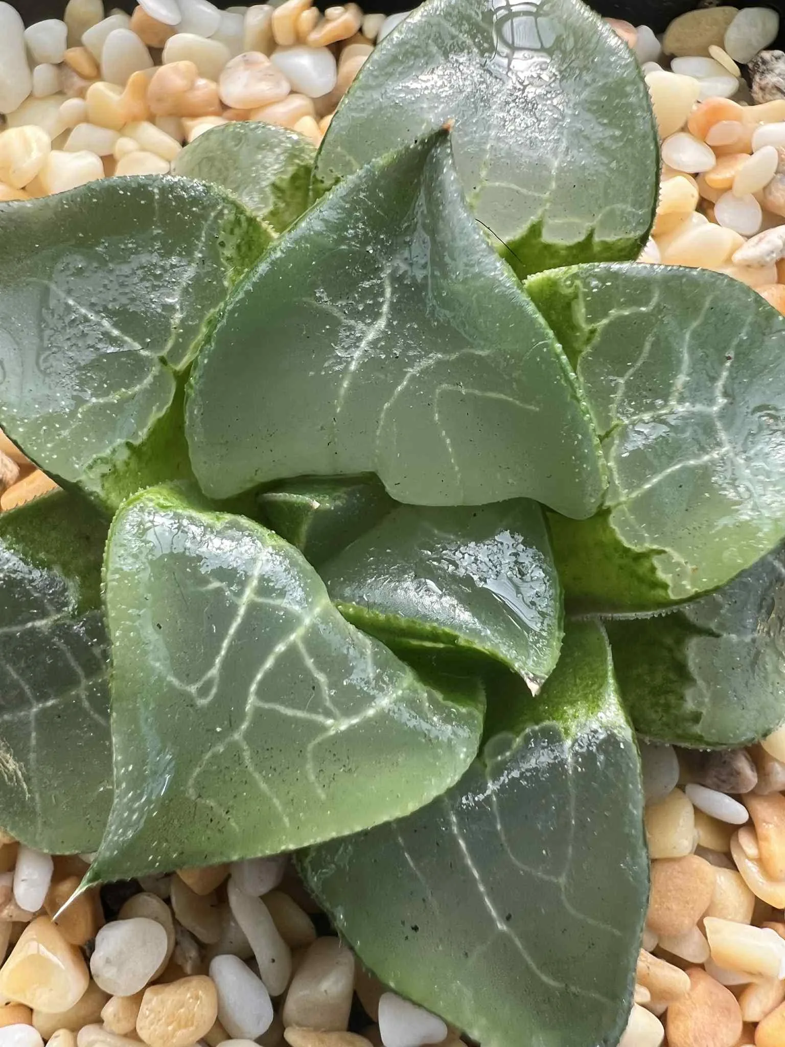 HAWORTHIA BAYERI LONG XI - 7CM POT