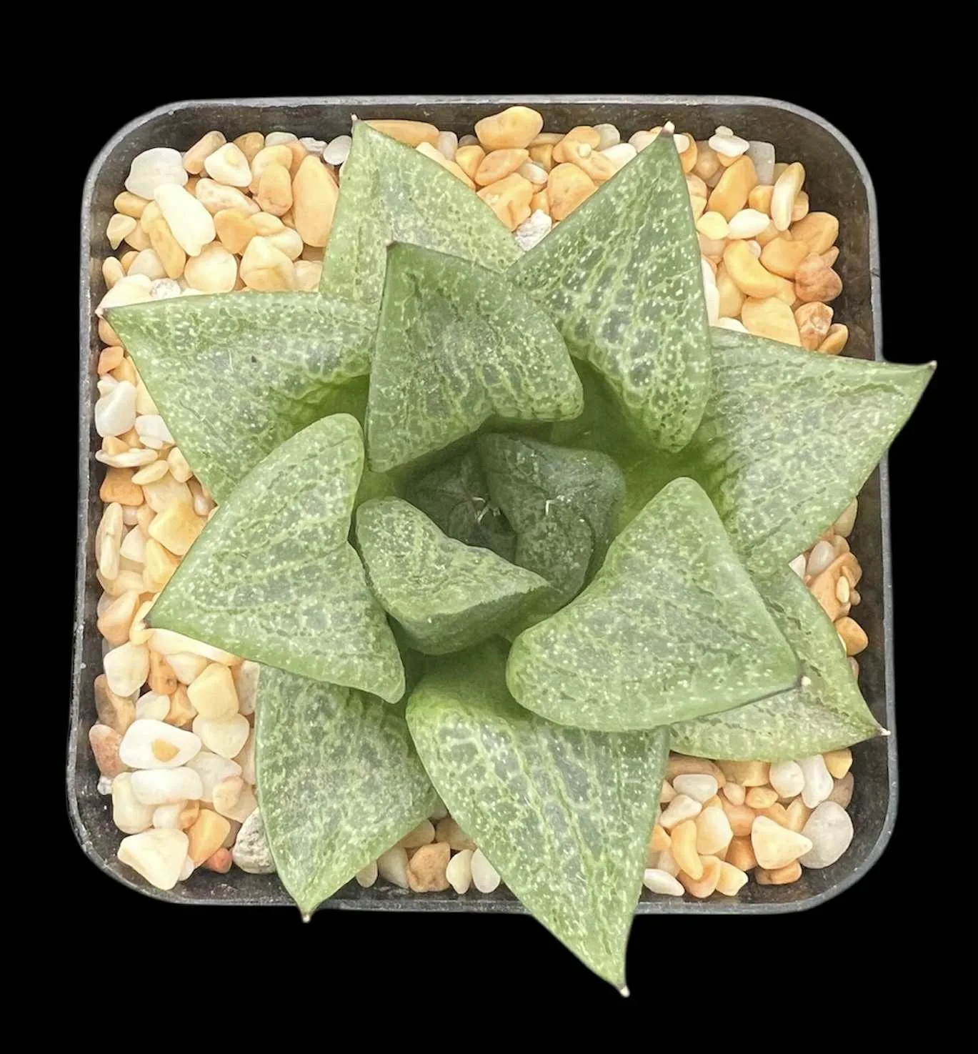 HAWORTHIA COMPTONIANA GM260 VAALKRANZ, S/W WILLOWMORE (GM) - 7CM POT
