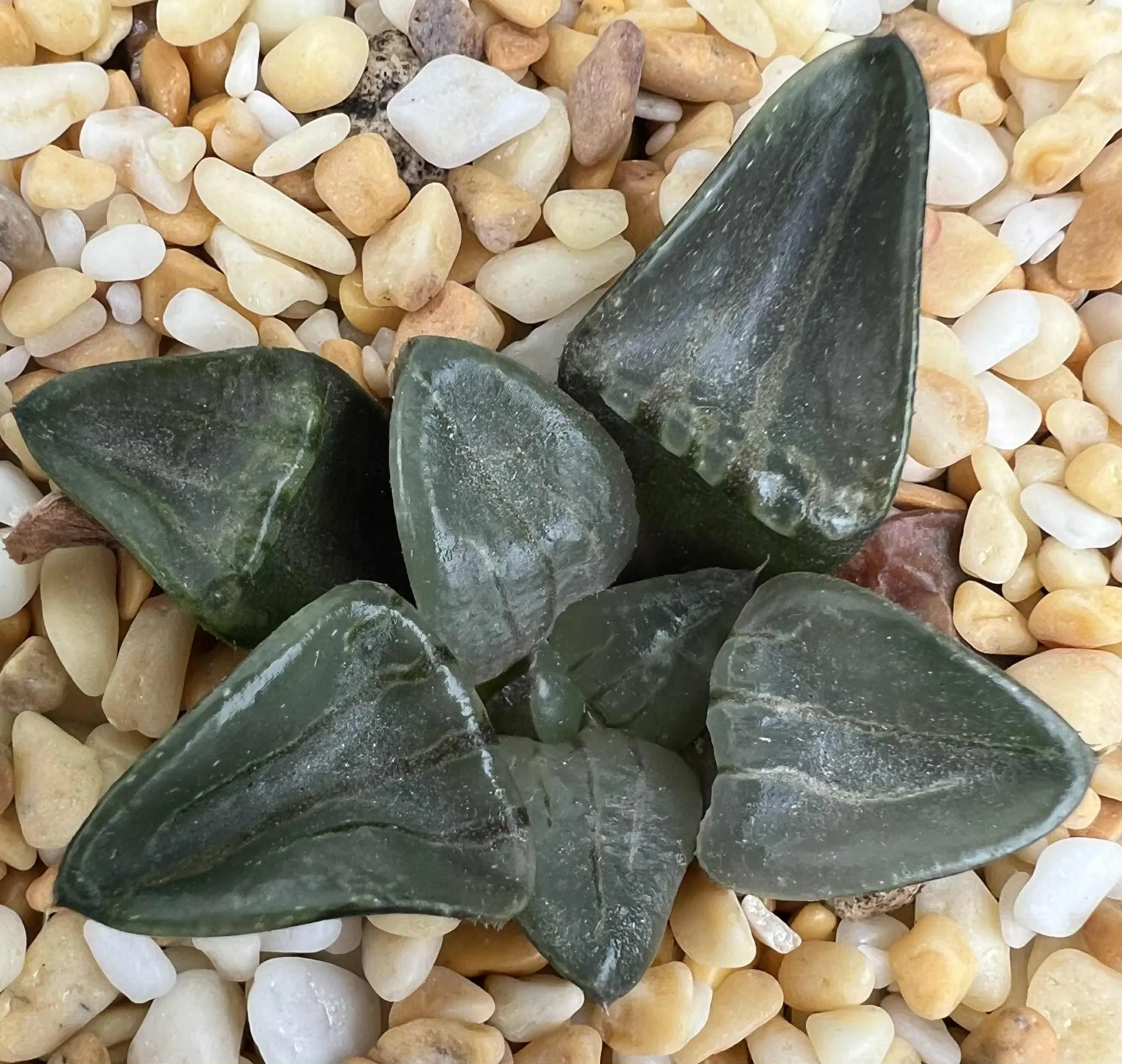 HAWORTHIA JADE TIGER