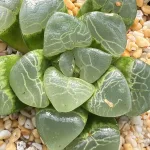 HAWORTHIA AUSPICIOUS CLOUDS - 7CM POT