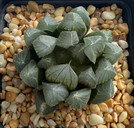 HAWORTHIA BLACK MUSCLE - Image 2