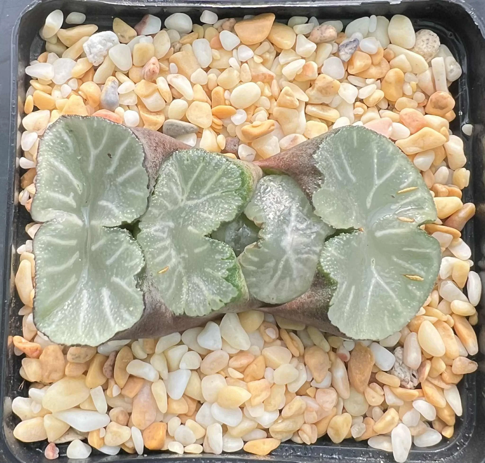 HAWORTHIA TRUNCATA HAKUA - 7CM POT
