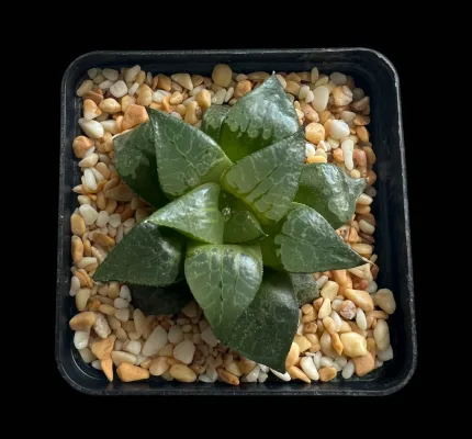 HAWORTHIA BLUEBIRD - Image 2