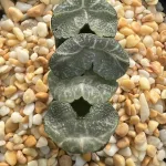 HAWORTHIA TRUNCATA WHITE HAINO - 7CM POT