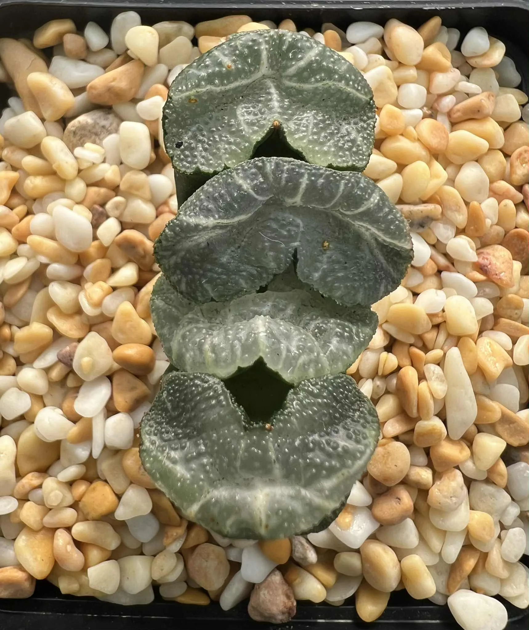 HAWORTHIA TRUNCATA WHITE HAINO - 7CM POT
