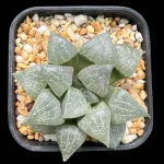 HAWORTHIA PICTA GM260 WITKLIPRUG 20KM S/OUDTSHOOM (GM) - 8CM POT
