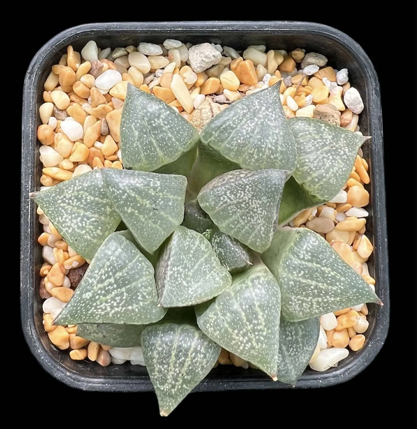 HAWORTHIA PICTA GM260 WITKLIPRUG 20KM S/OUDTSHOOM (GM) - 8CM POT