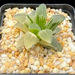 HAWORTHIA PYGMAEA CRYSTALLINA VARIEGATE - 7CM POT