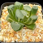 HAWORTHIA MAUGHANII LENS VARIEGATE - 7CM POT