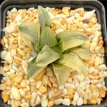 HAWORTHIA CUPID REVERSE VARIEGATE - 7CM POT
