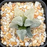 HAWORTHIA WHITE PYGMAEA VARIEGATE - 6.3CM POT