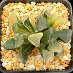 HAWORTHIA CORRECTA 3 HEADED VARIEGATE - 7CM POT