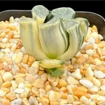 HAWORTHIA MAUGHANII CLEAR VARIEGATE - 7CM POT