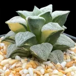 HAWORTHIA WHITE PYGMAEA VARIEGATE - 9CM POT