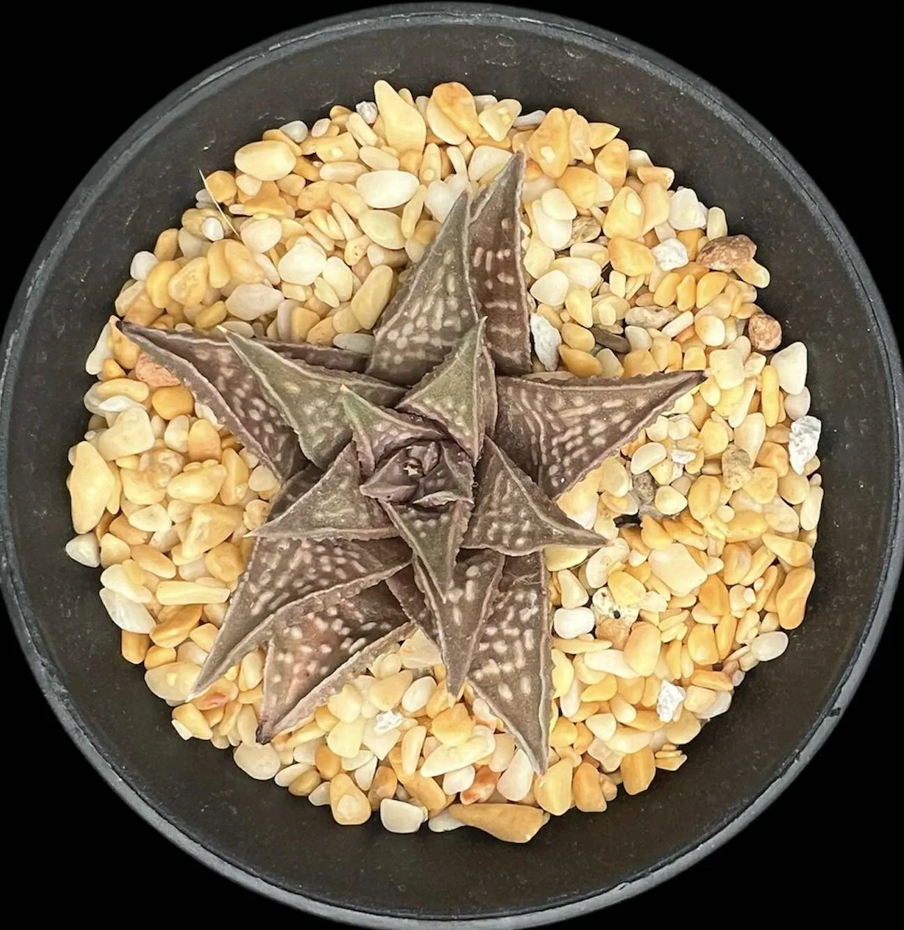 HAWORTHIA LIMCROCK (GM) - 9.3CM POT - Image 3