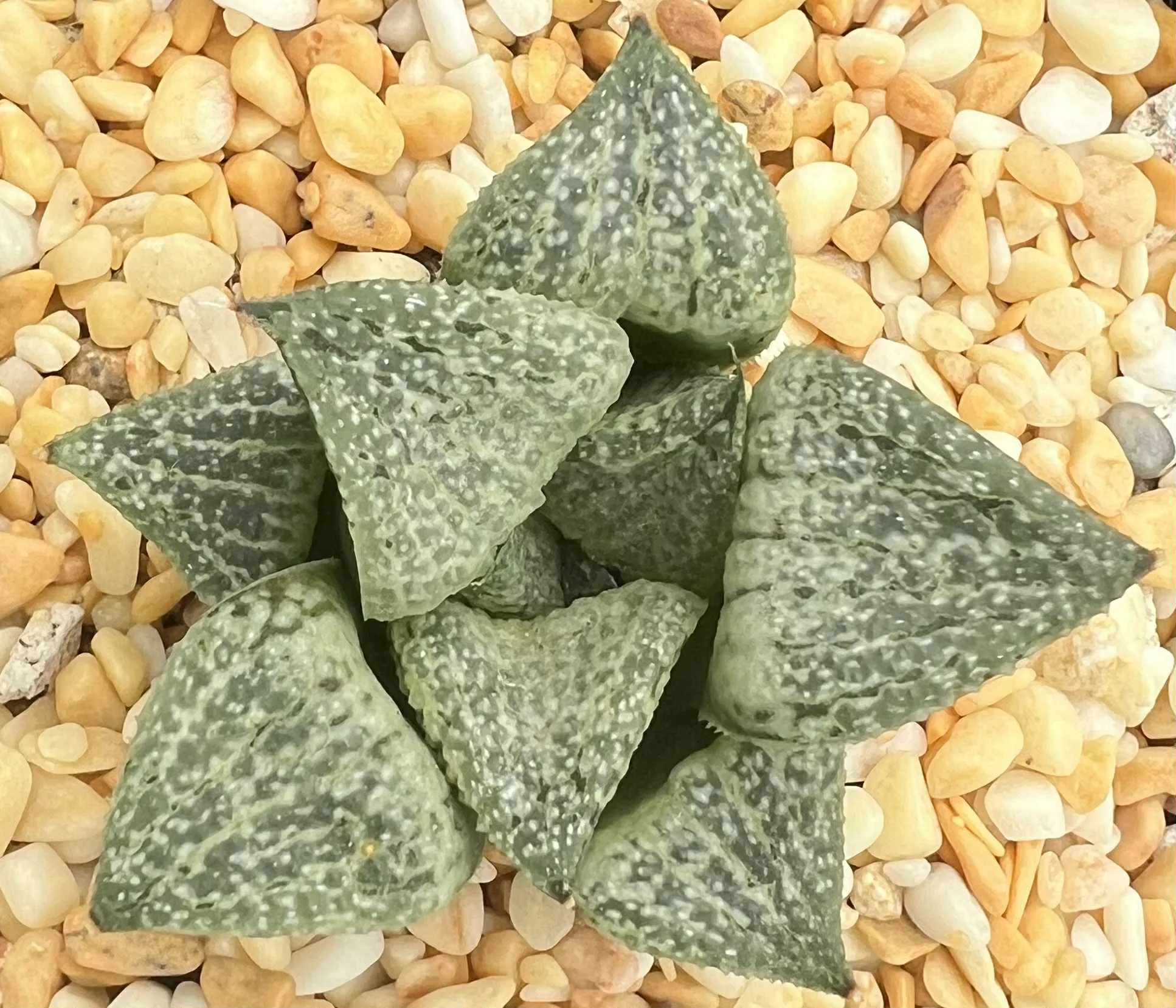 HAWORTHIA PICTA - ICED LIME SERIES - SEED GROWN - 7CM POT