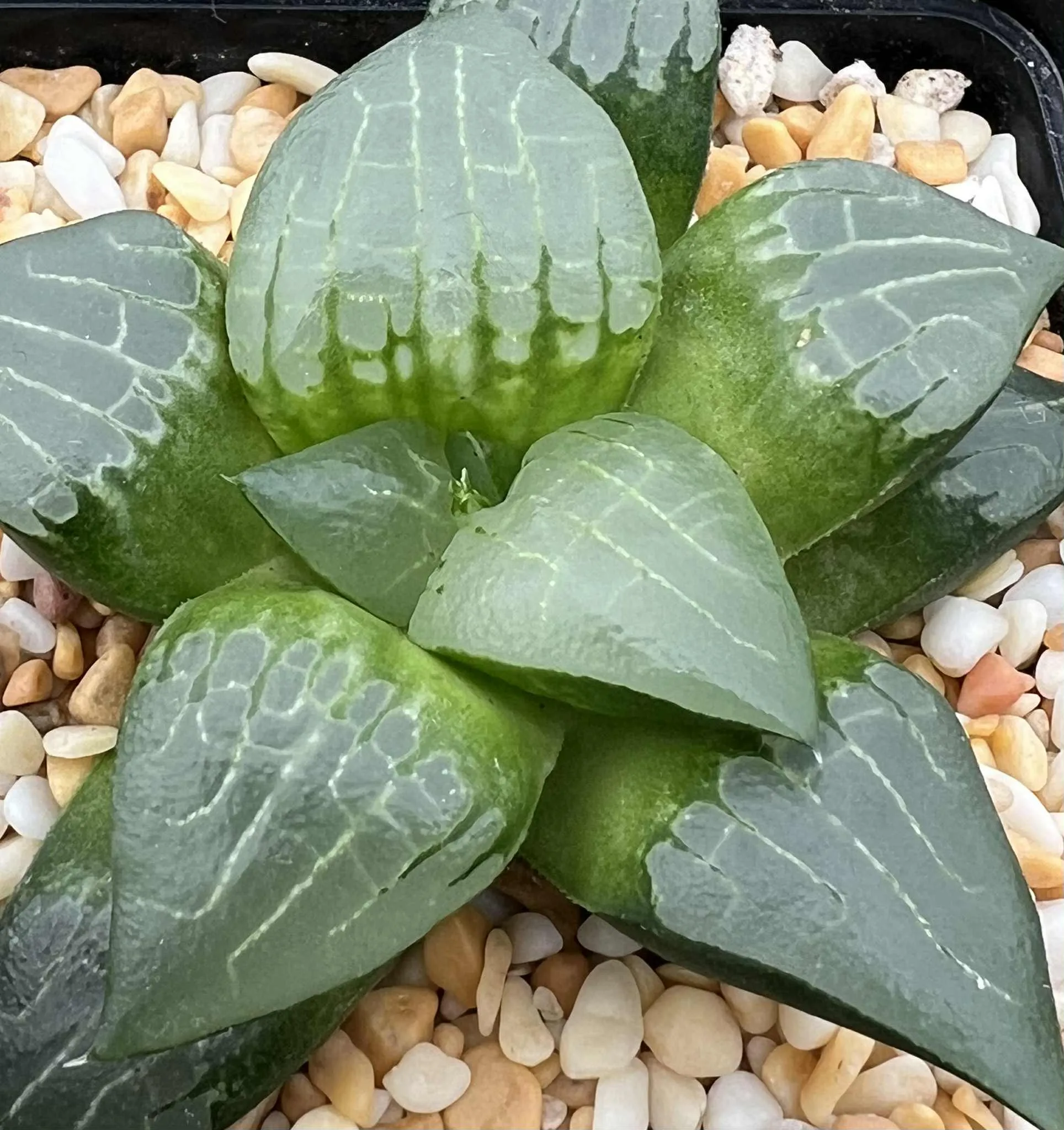 HAWORTHIA AKANKO - 7CM POT