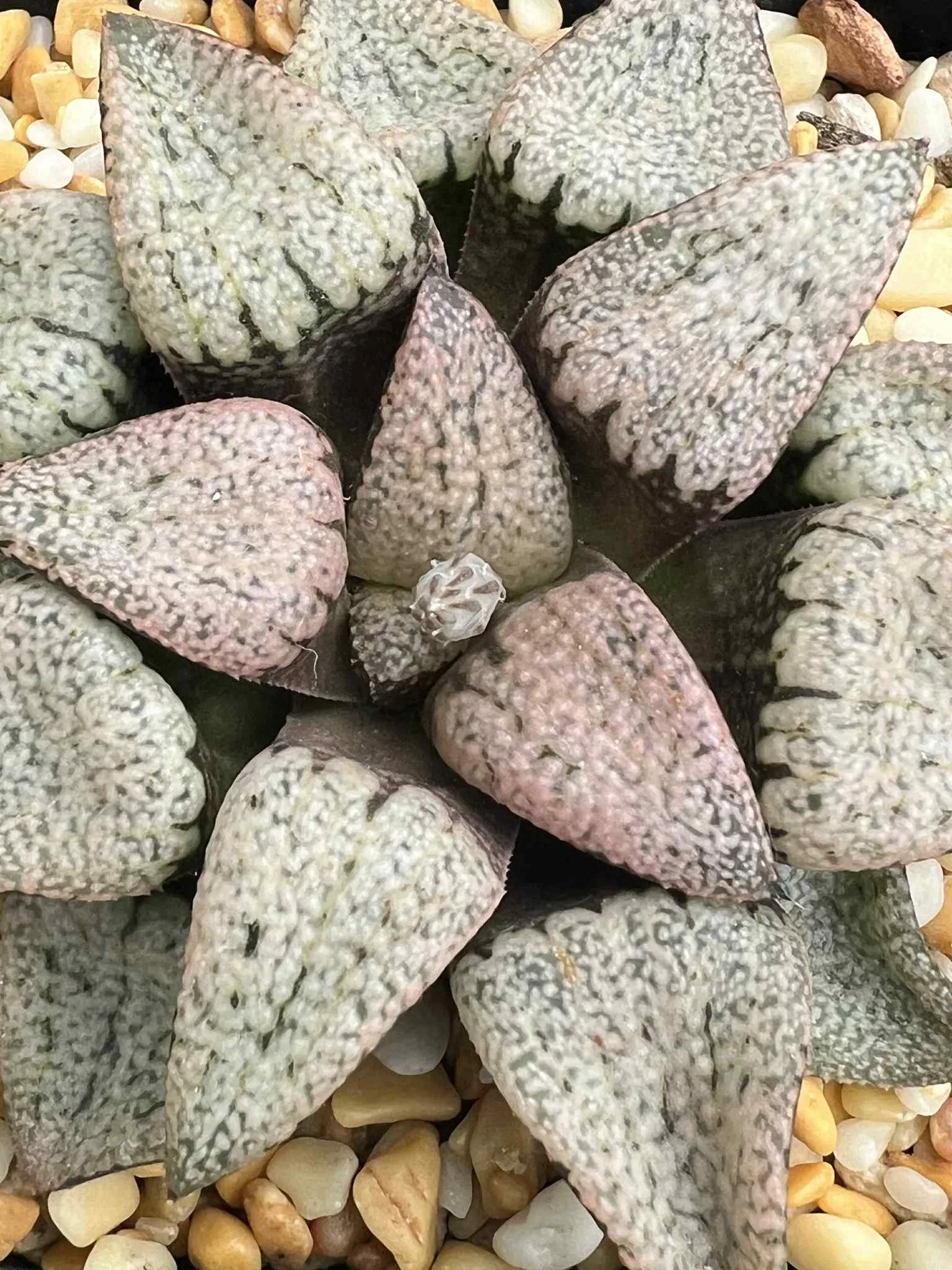 HAWORTHIA PICTA RED - 8CM POT