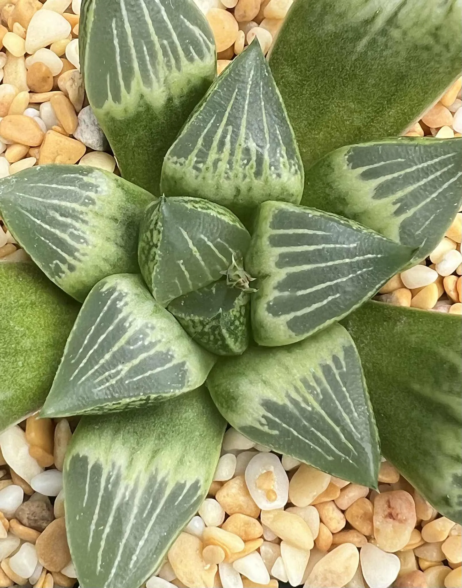 HAWORTHIA WHITE PEACH - 7CM POT