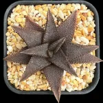 HAWORTHIA KOELMANIORUM - 8CM POT
