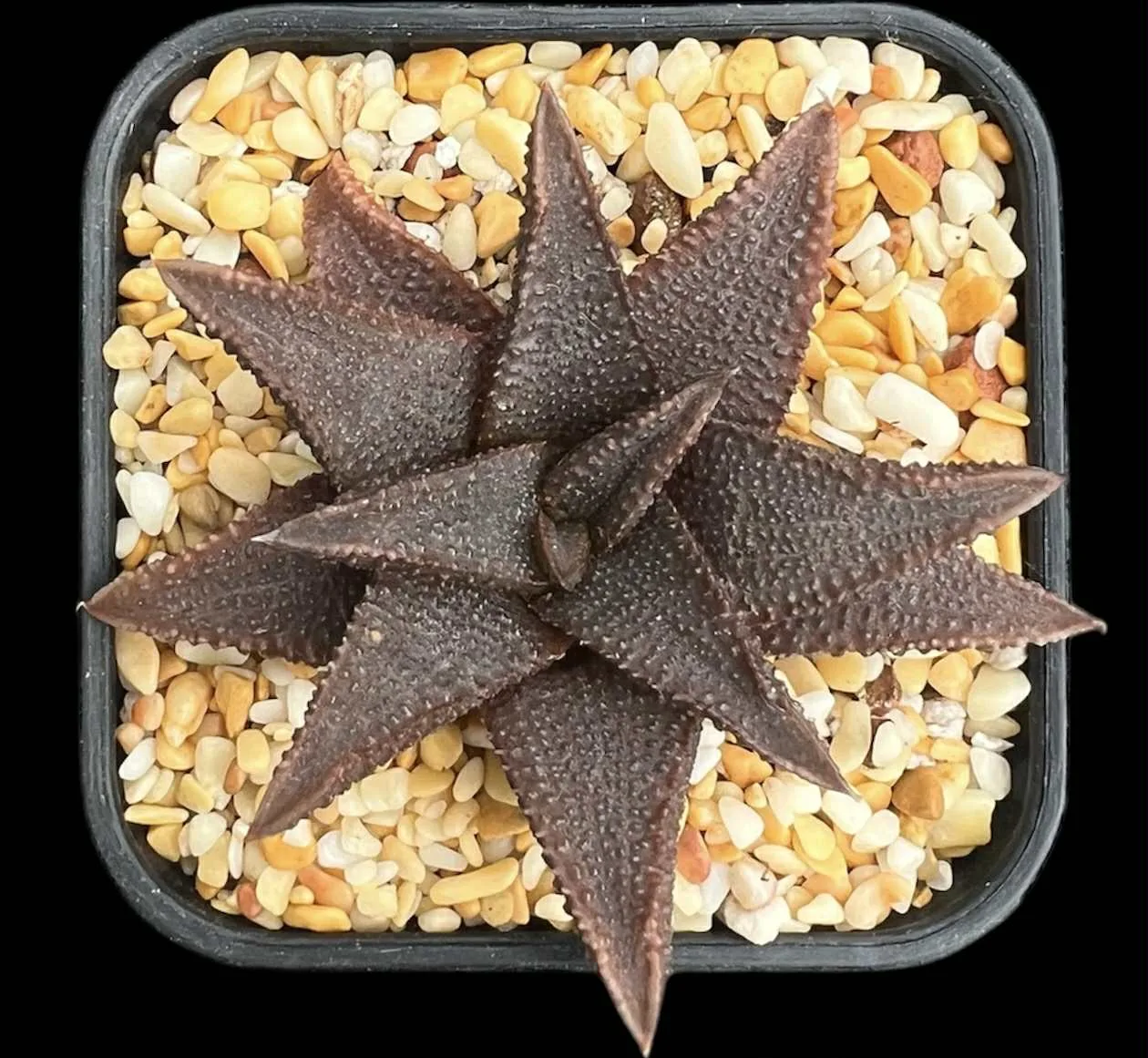 HAWORTHIA KOELMANIORUM - 8CM POT