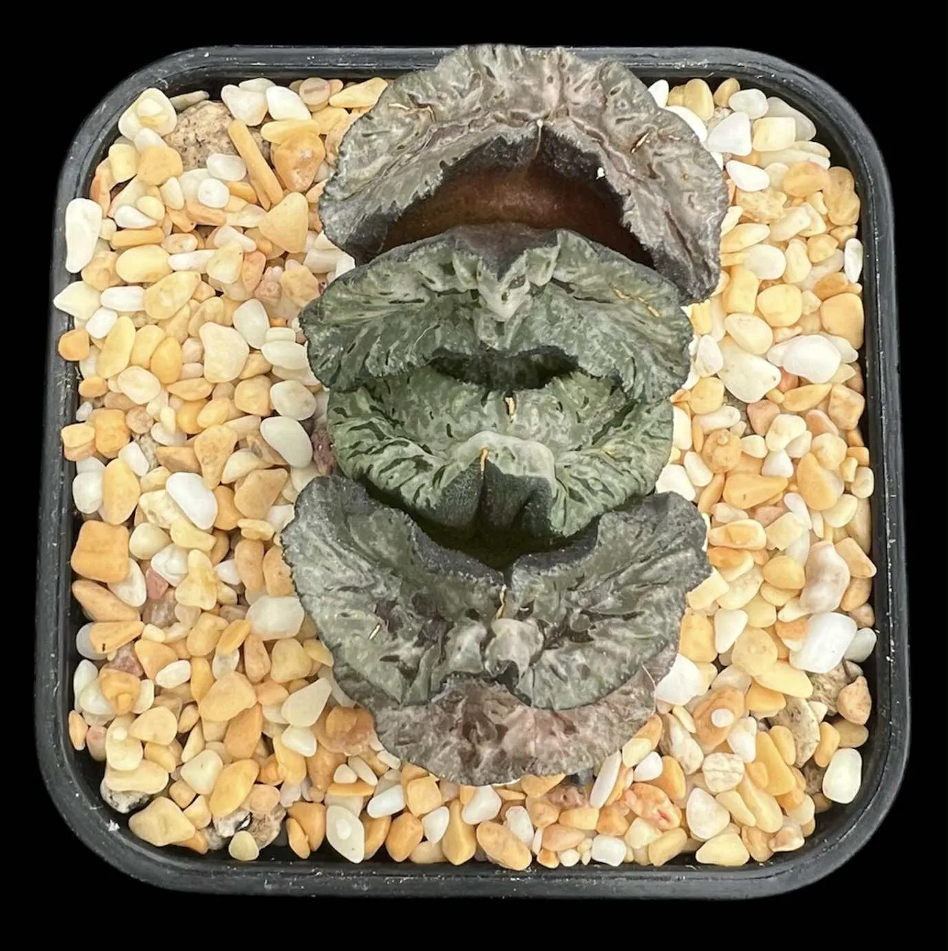 HAWORTHIA TRUNCATA EMPRESS WU ZETAN - 8CM POT - Image 3