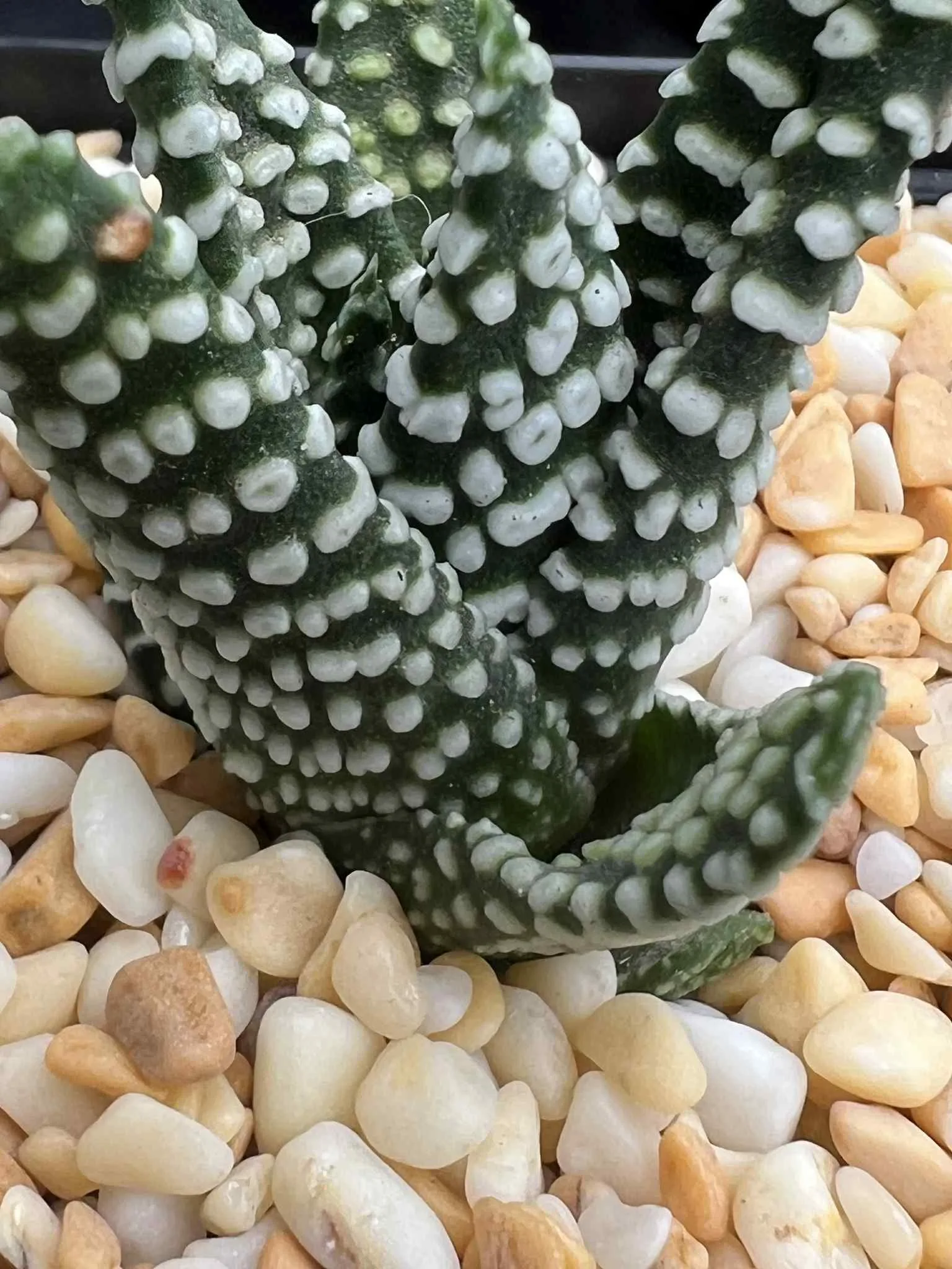 HAWORTHIA TULISTA DONUT - 7CM POT - Image 4